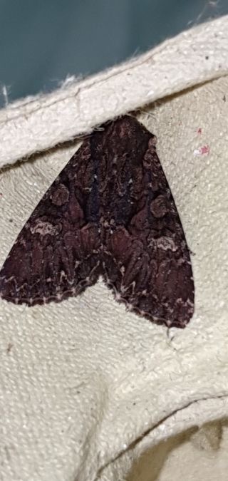 Mniotype adusta  - Melchior Viallet