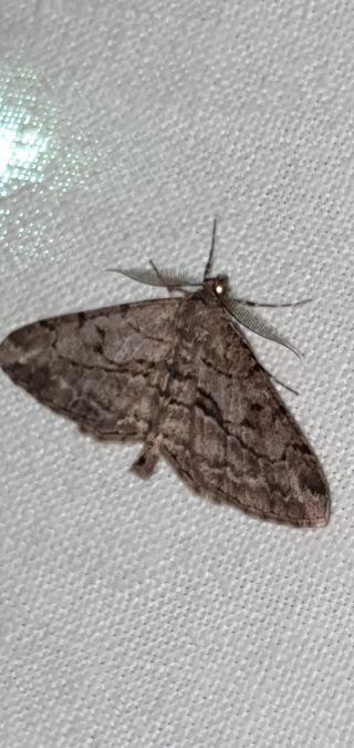 Peribatodes perversaria  - Melchior Viallet