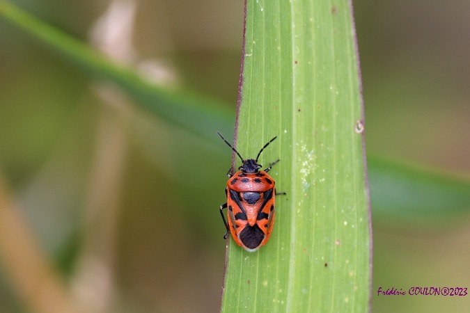 Eurydema ornata  - Frederic Coulon