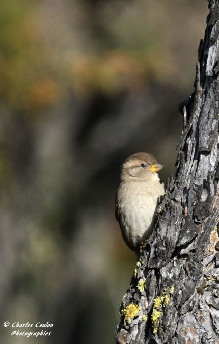 Moineau domestique  - Charles Coulon