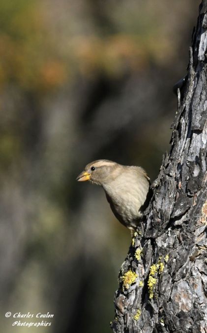 House Sparrow  - Charles Coulon