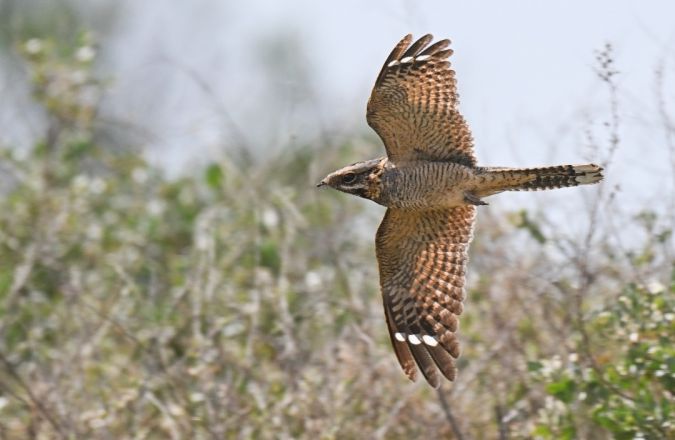 Engoulevent à collier roux  - Thomas Bareyre