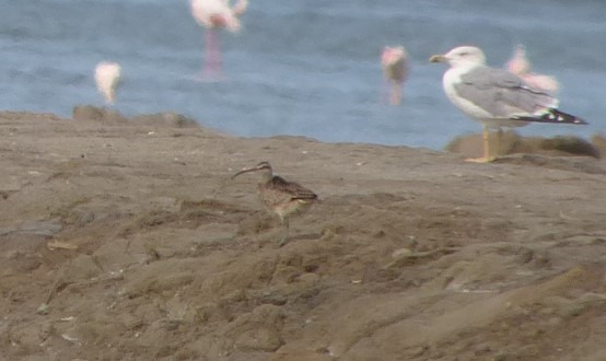 Courlis hudsonien  - Pierre-André Crochet