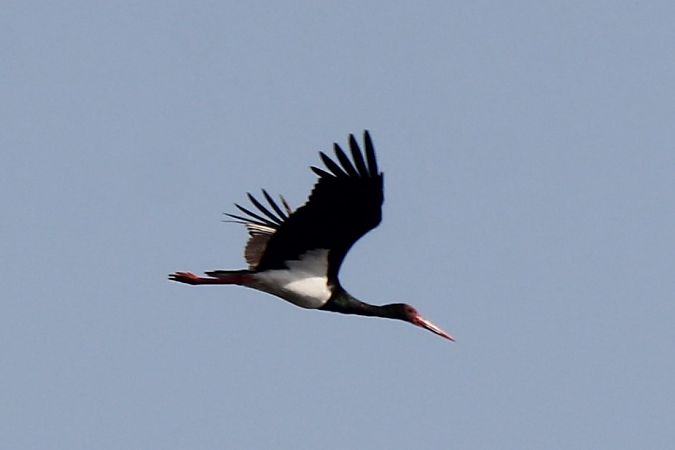 Cigogne noire  - Dominique Huez