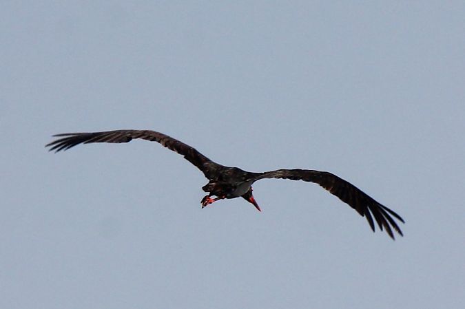 Cigogne noire  - Dominique Huez