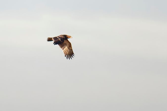 Aigle impérial  - Thomas Perrier