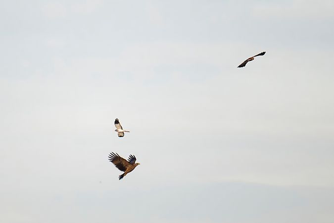 Aigle impérial  - Thomas Perrier