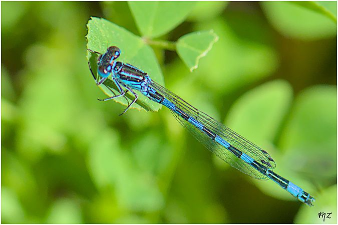 Agrion de Mercure  - Aline et François-Marie Zwank