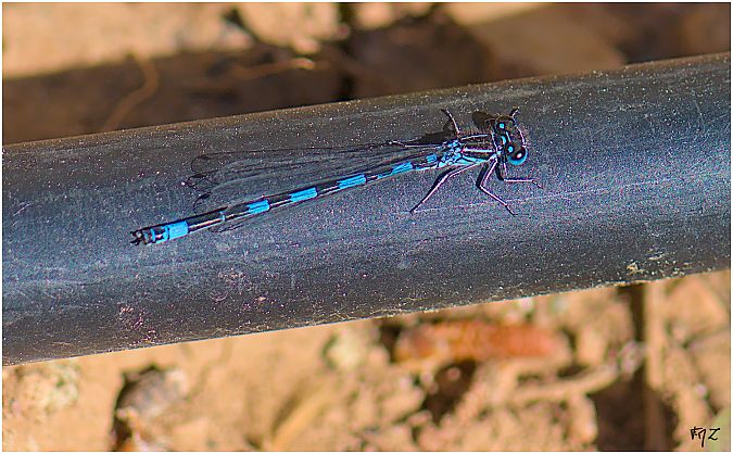 Agrion de Mercure  - Aline et François-Marie Zwank