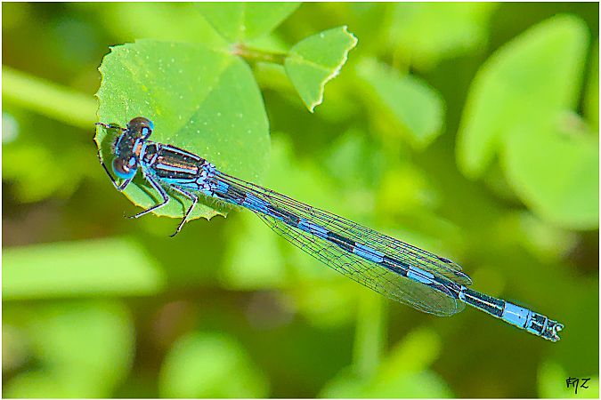 Agrion de Mercure  - Aline et François-Marie Zwank