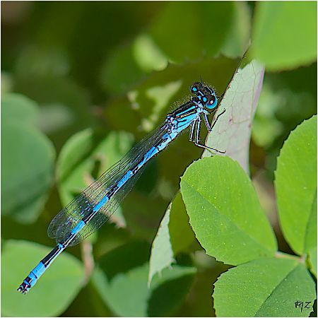 Agrion de Mercure  - Aline et François-Marie Zwank