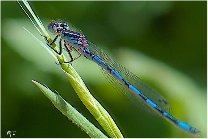 Agrion de Mercure  - Aline et François-Marie Zwank