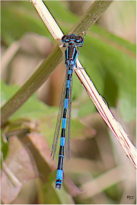 Agrion de Mercure  - Aline et François-Marie Zwank