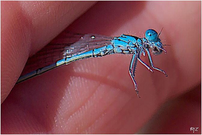 Agrion de Mercure  - Aline et François-Marie Zwank