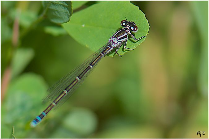 Agrion de Mercure  - Aline et François-Marie Zwank