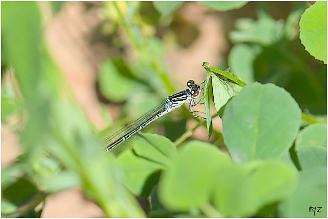 Agrion de Mercure  - Aline et François-Marie Zwank