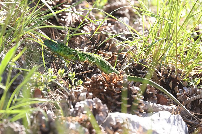 Lézard à deux raies (L. vert occidental)  - Christophe Alexandre