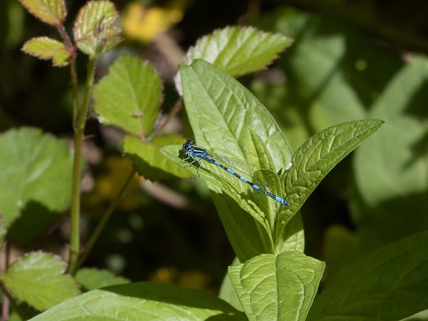 Agrion de Mercure  - Jullien Fabrice