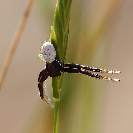 Firmicus bivittatus  - Jean-Jacques Martin