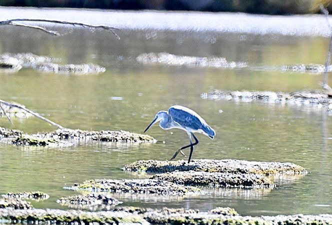 Hybride Aigrette garzette x des récifs  - Claude Philippe