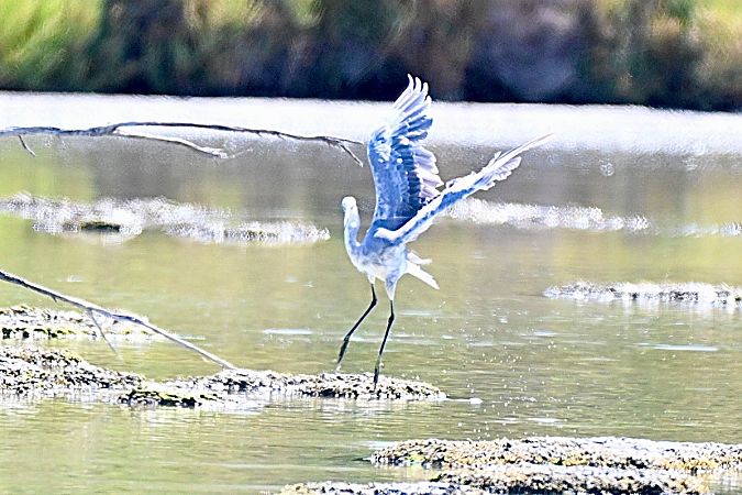 Hybride Aigrette garzette x des récifs  - Claude Philippe