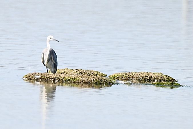 Hybride Aigrette garzette x des récifs  - Claude Philippe