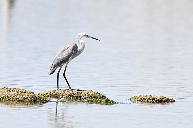 Hybride Aigrette garzette x des récifs  - Claude Philippe