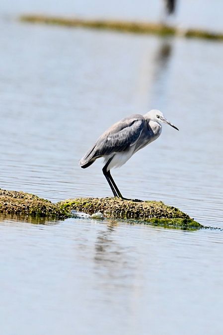 Hybride Aigrette garzette x des récifs  - Claude Philippe