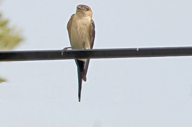 Hirondelle rousseline  - André Schont