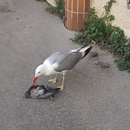 Pigeon biset domestique  - Patrick Bayle