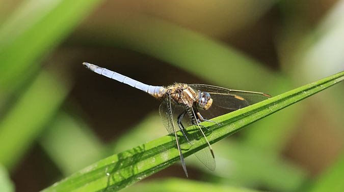 Orthétrum bleuissant  - Huguette Claude