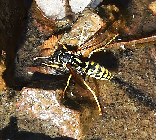 Polistes sp.  - Roland Muller