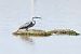 Hybride Aigrette garzette x des récifs  - Claude Philippe