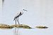 Hybride Aigrette garzette x des récifs  - Claude Philippe