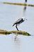 Hybride Aigrette garzette x des récifs  - Claude Philippe