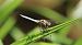 Orthétrum bleuissant (Orthetrum coerulescens) © Huguette Claude