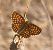 Mélitée de Fruhstorfer (Melitaea celadussa) © Roland Muller