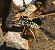 Polistes sp. © Roland Muller