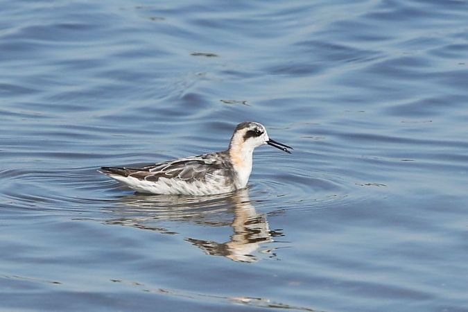 Phalarope à bec étroit  - Julien Buissart