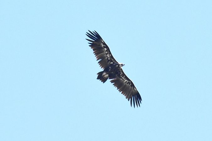 Vautour moine  - Muriel de Schoenmacker