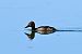 Fuligule nyroca  - Claude Philippe