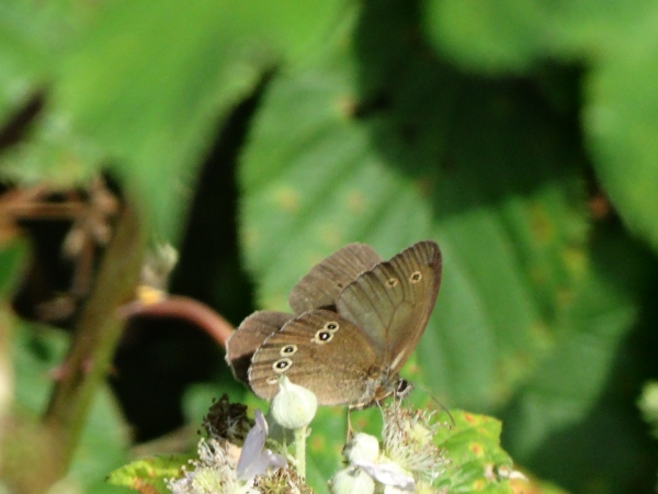 Tristan  - Jullian Gilbert