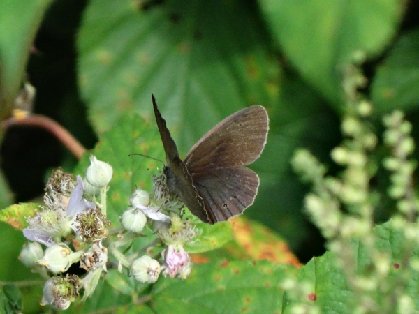 Tristan  - Jullian Gilbert