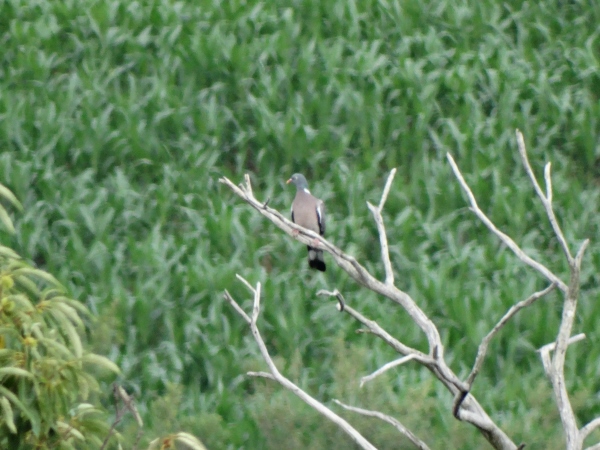 Pigeon ramier  - Jullian Gilbert