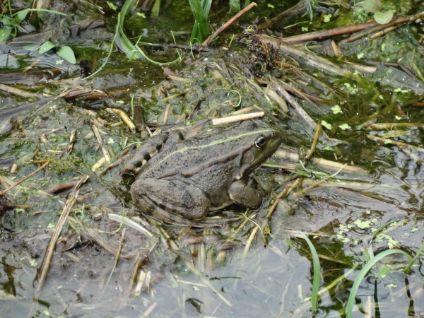 Grenouille verte indéterminée (Pelophylax sp.)  - Jullian Gilbert