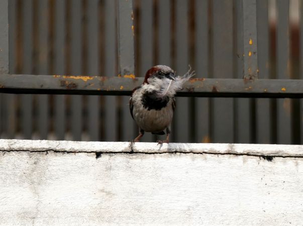 Moineau domestique  - François Guélin