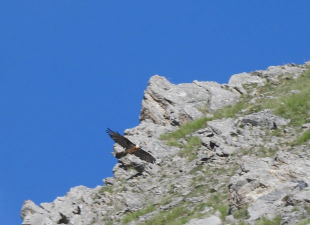 Gypaète barbu  - Dominique Draperi