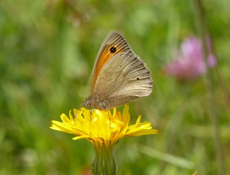 Myrtil  - Georges Roca Filella