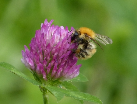 Bombus pascuorum  - Georges Roca Filella