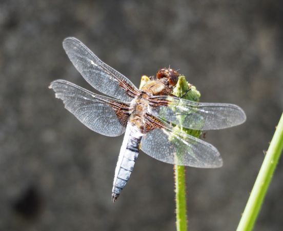 Broad-bodied Chaser  - Bénédicte Chomel